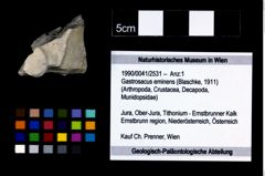 Foto (Objekt + Etikett) von Gastrosacus eminens (Blaschke, 1911)  (NHMW-GEO-1990-0041-2531)